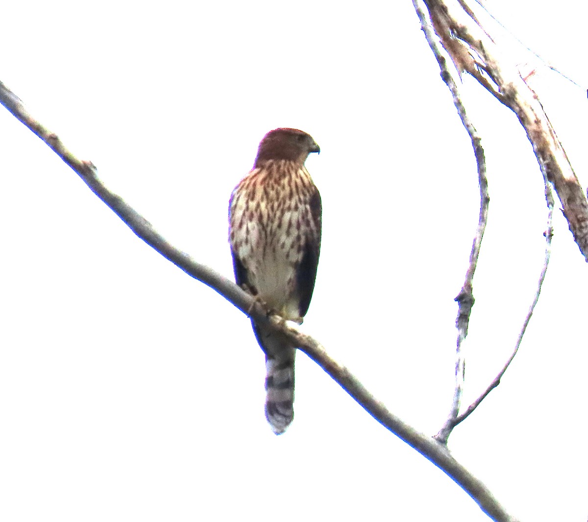 Cooper's Hawk - ML642448399