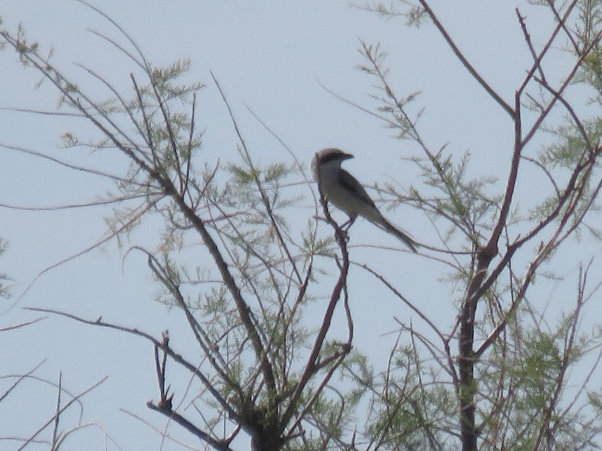 Loggerhead Shrike - ML642448407