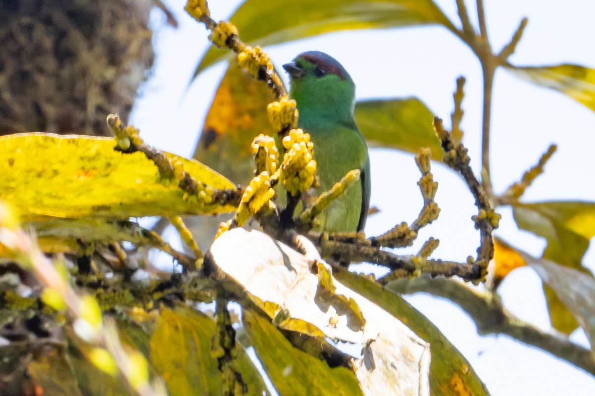 Chestnut-breasted Chlorophonia - ML642448410