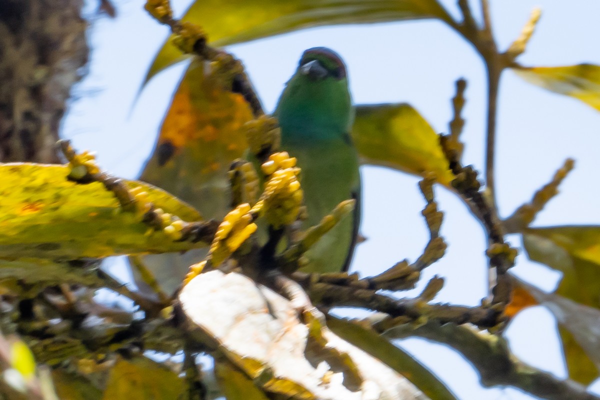 Chestnut-breasted Chlorophonia - ML642448415