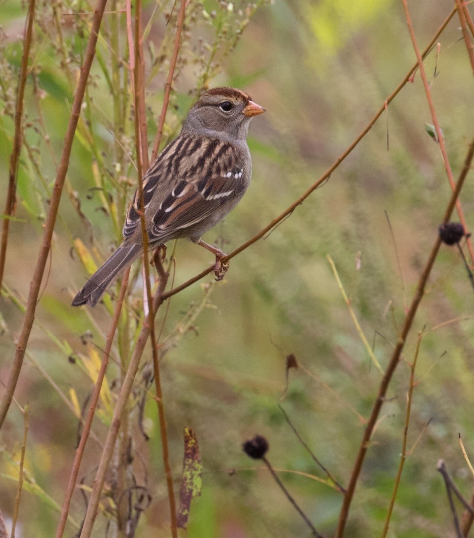 White-crowned Sparrow - ML642448448