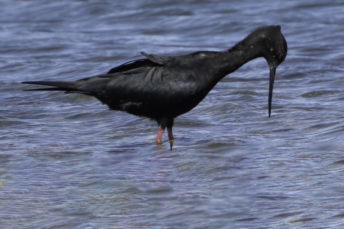 Black Stilt - ML642448456
