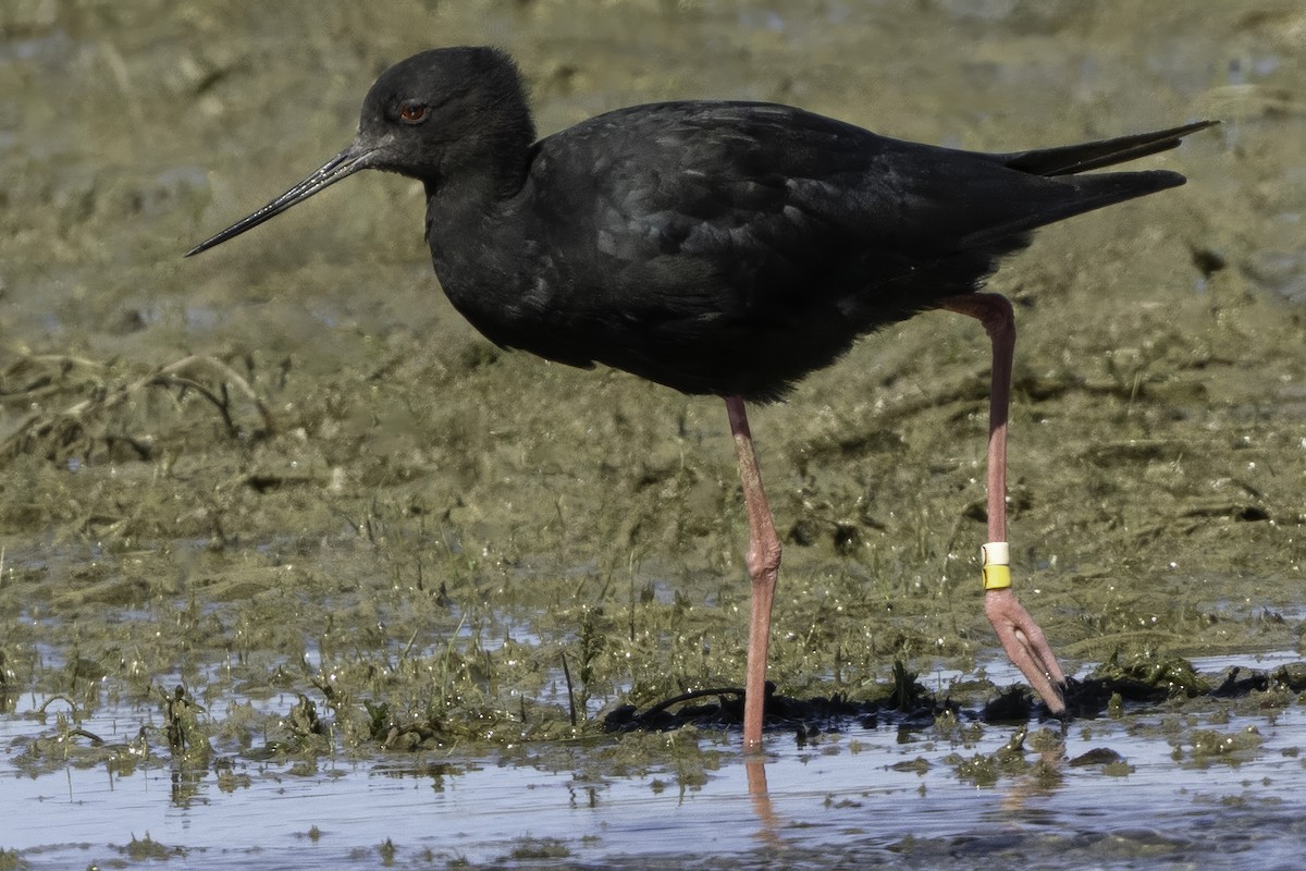 Black Stilt - ML642448457