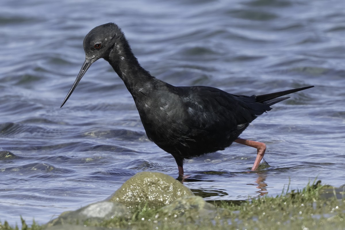 Black Stilt - ML642448458