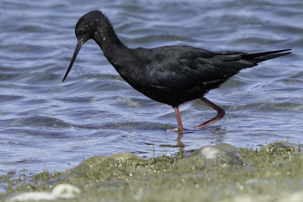 Black Stilt - ML642448459