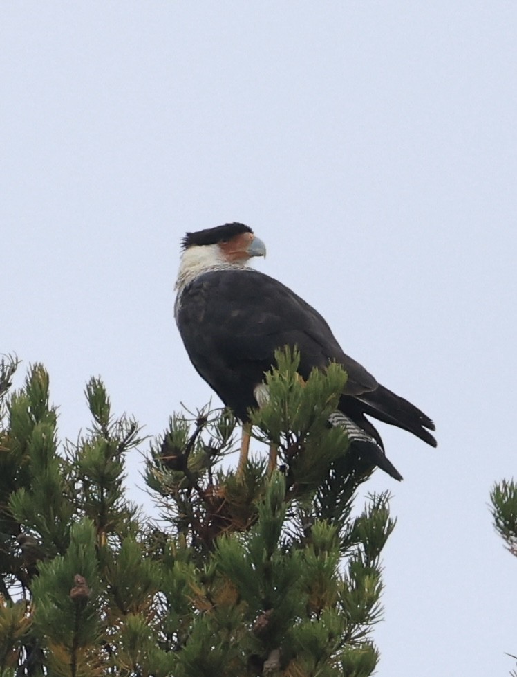 Crested Caracara - ML642448479
