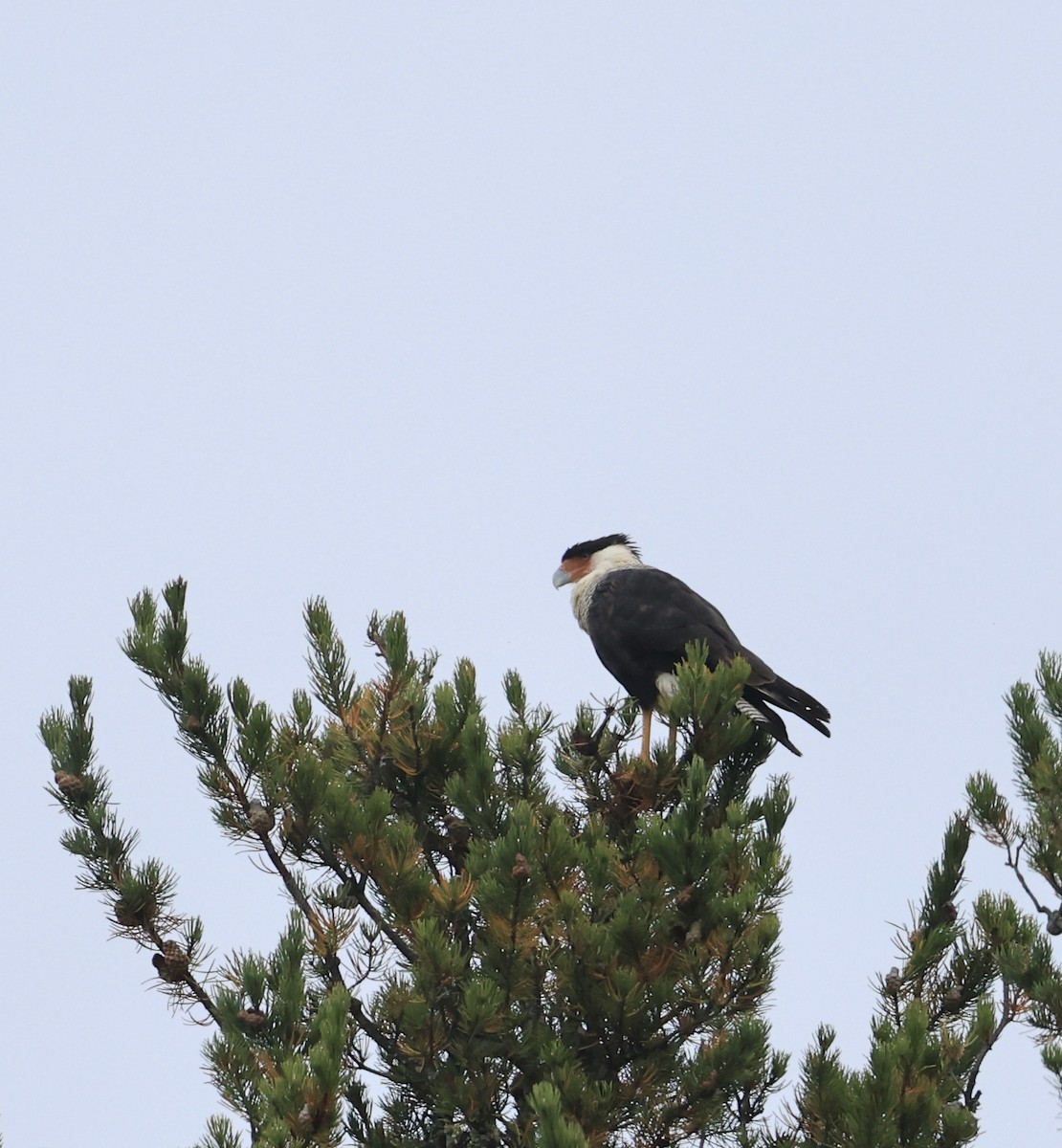 Crested Caracara - ML642448480