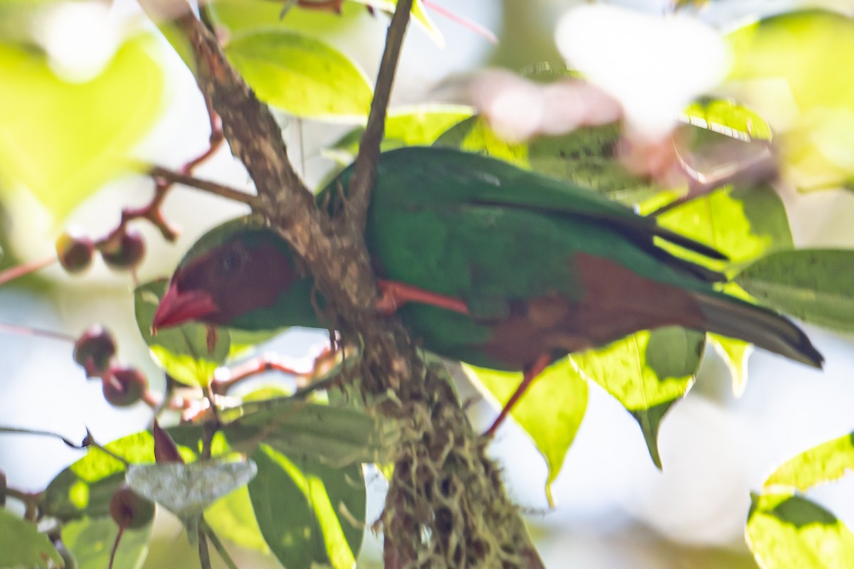 Grass-green Tanager - ML642448481