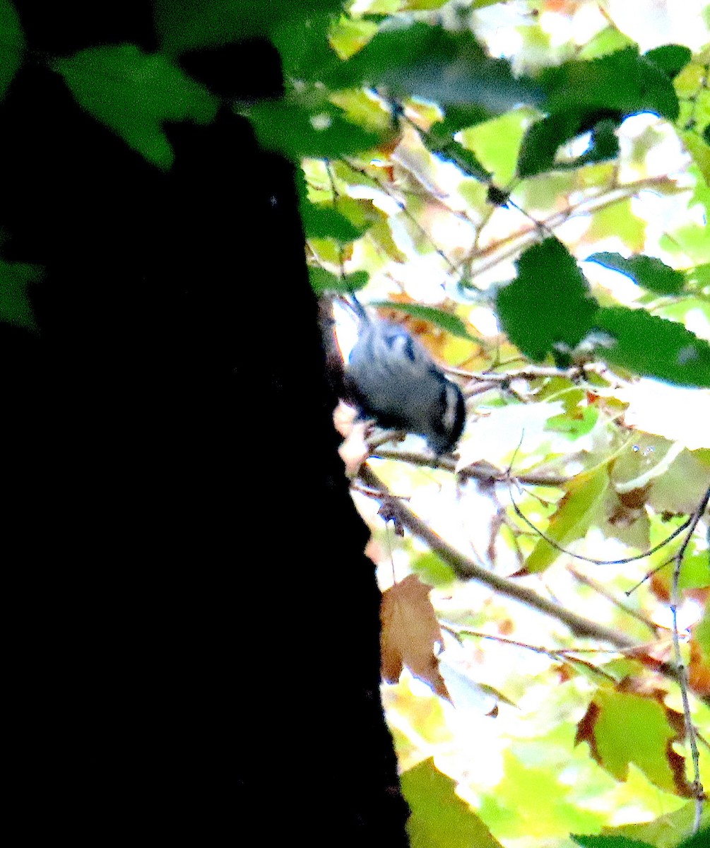 Black-and-white Warbler - ML642448497