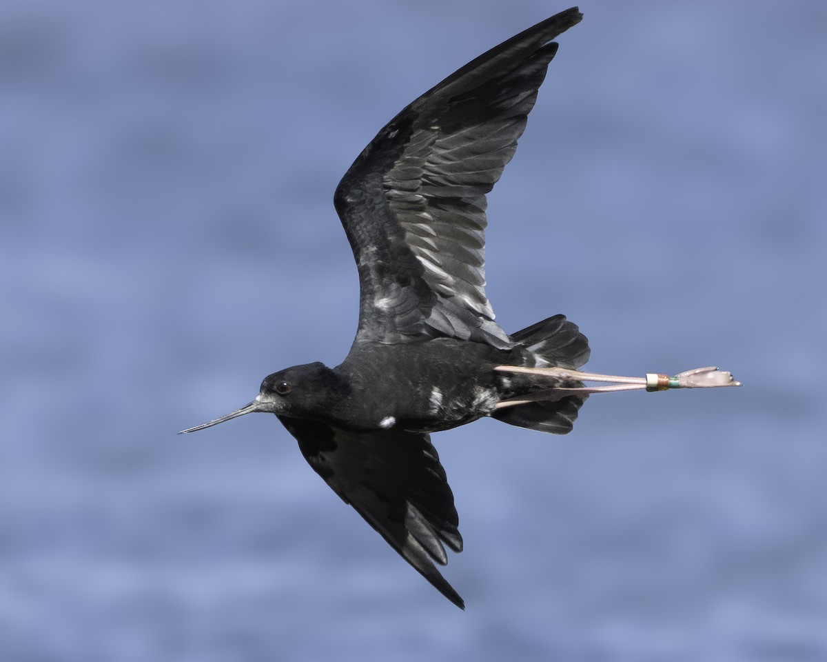 Black Stilt - ML642448511