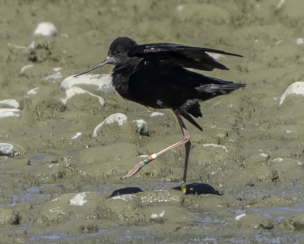 Black Stilt - ML642448512