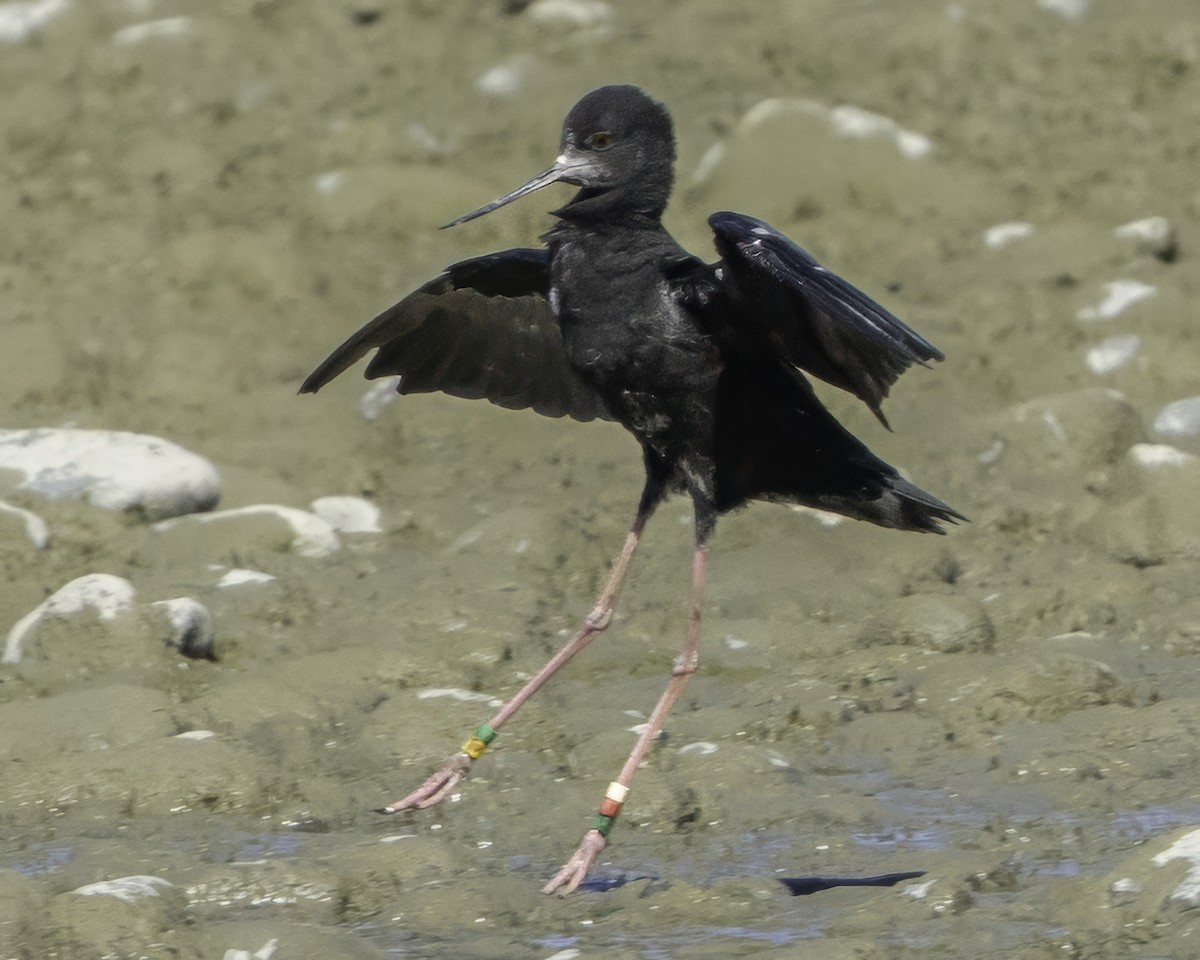 Black Stilt - ML642448513