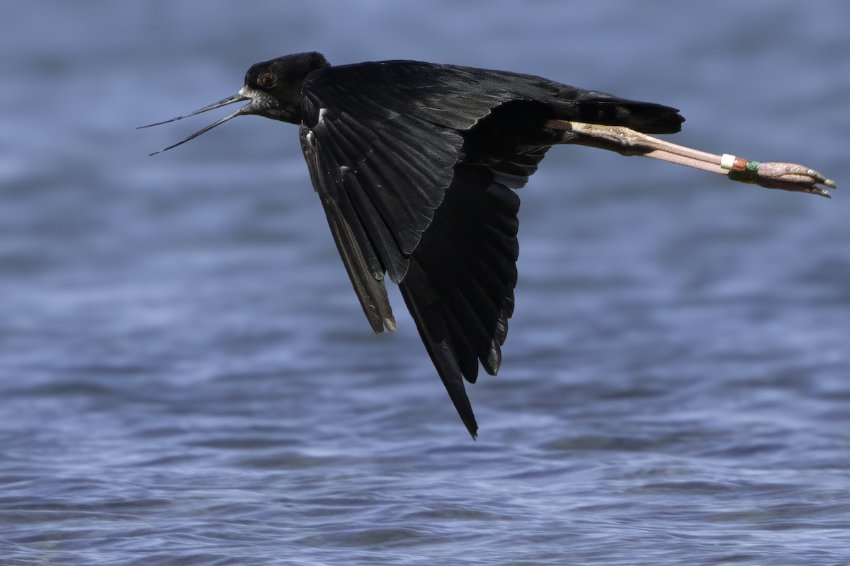 Black Stilt - ML642448514