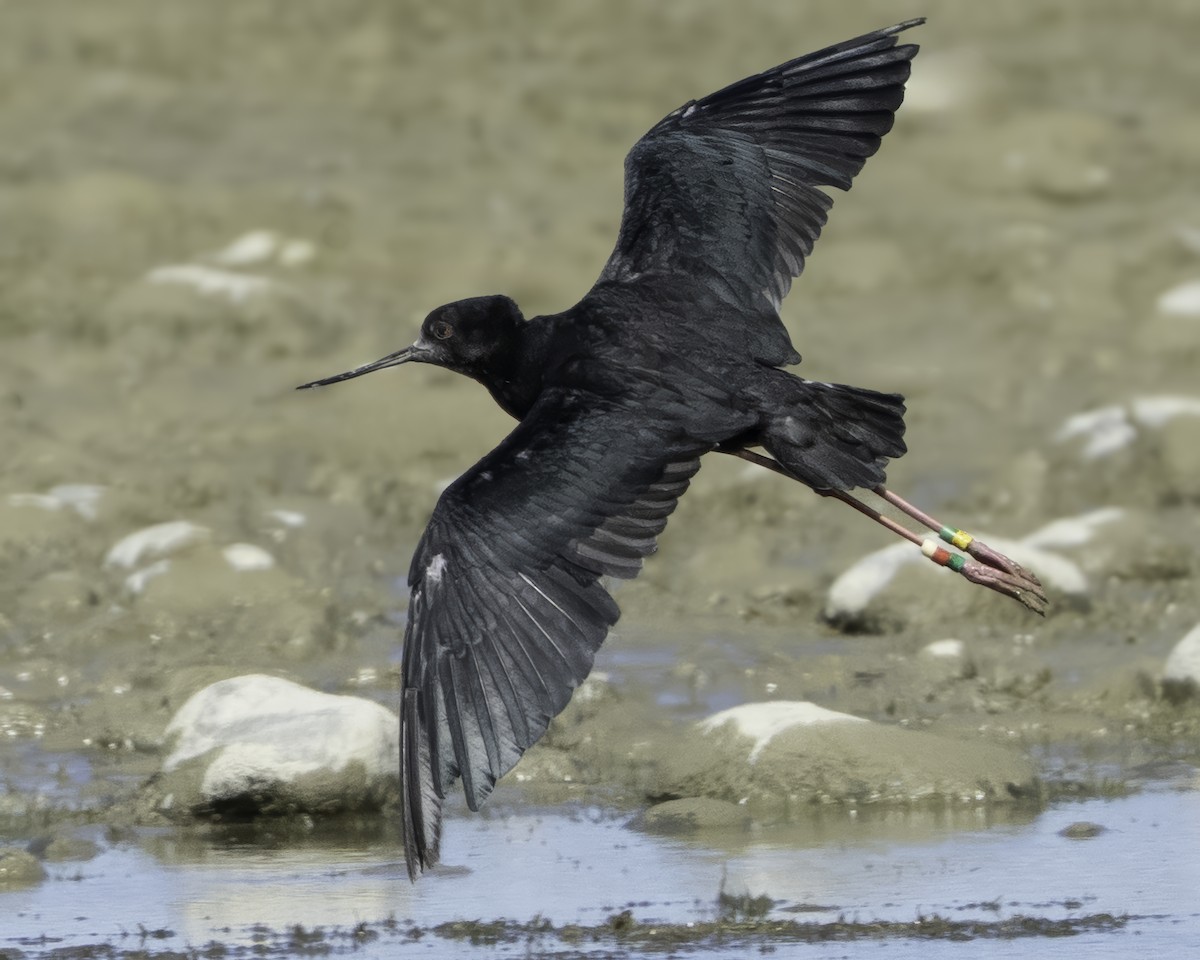 Black Stilt - ML642448515