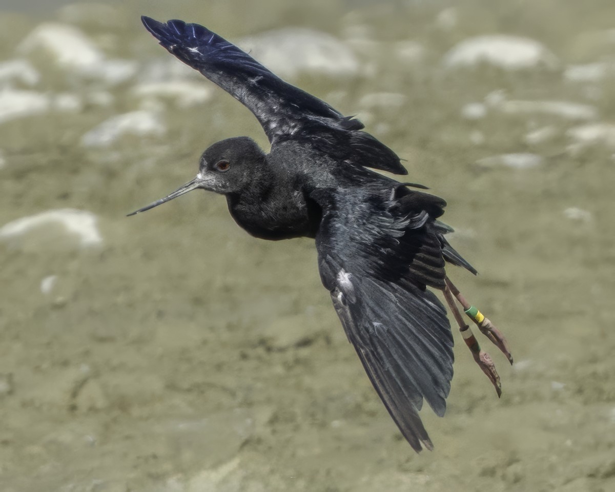 Black Stilt - ML642448516