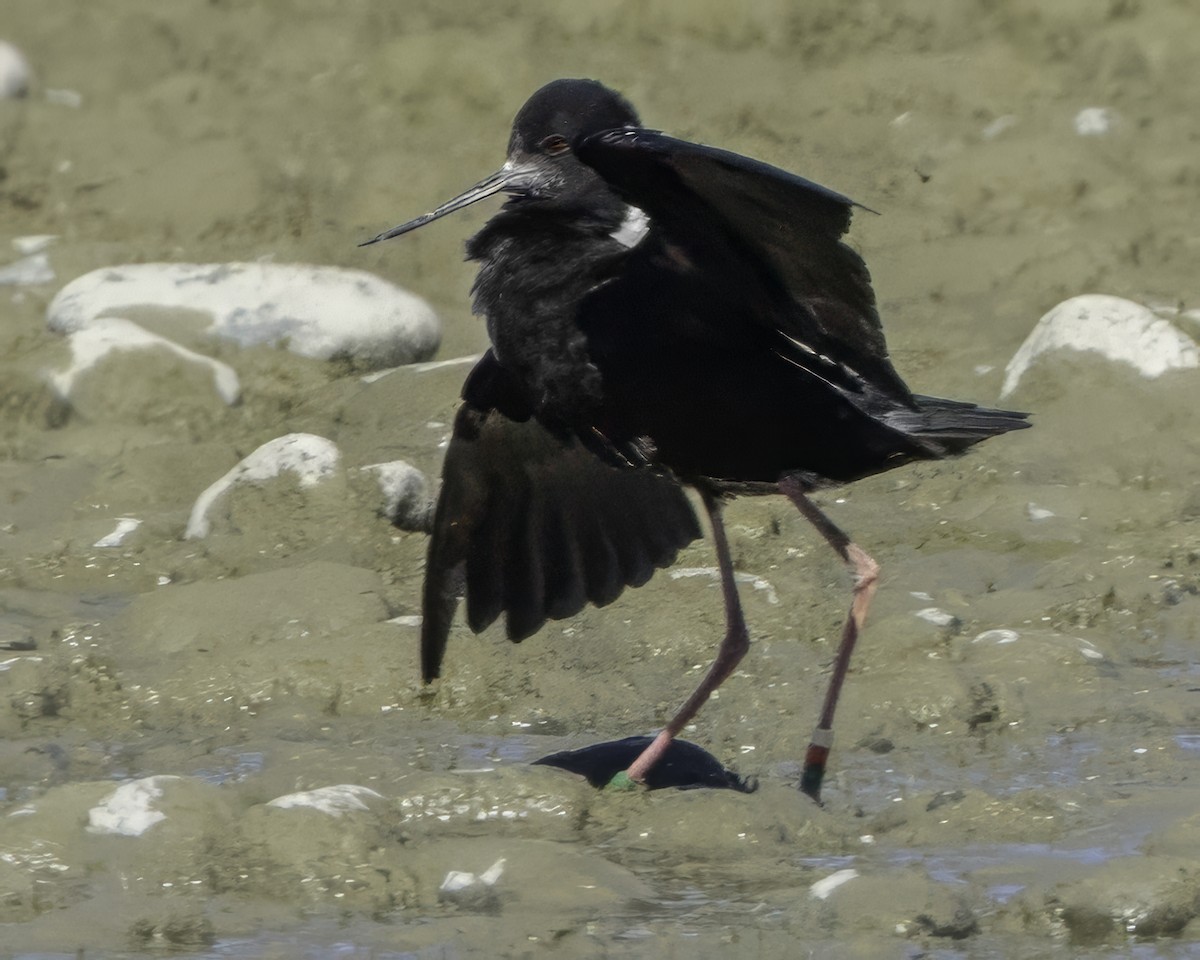 Black Stilt - ML642448517