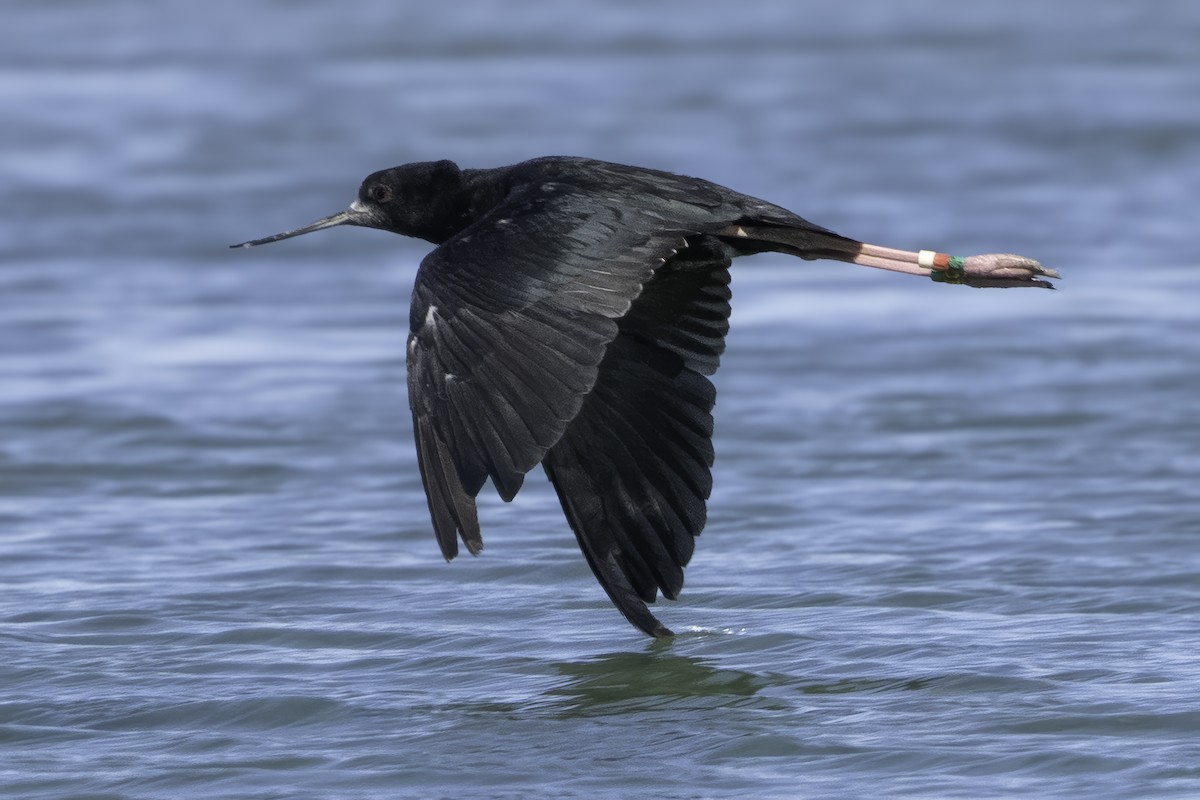 Black Stilt - ML642448518