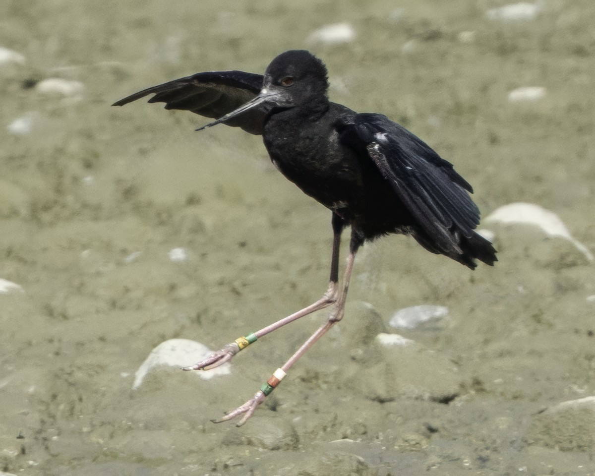 Black Stilt - ML642448519