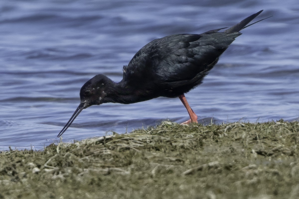 Black Stilt - ML642448533