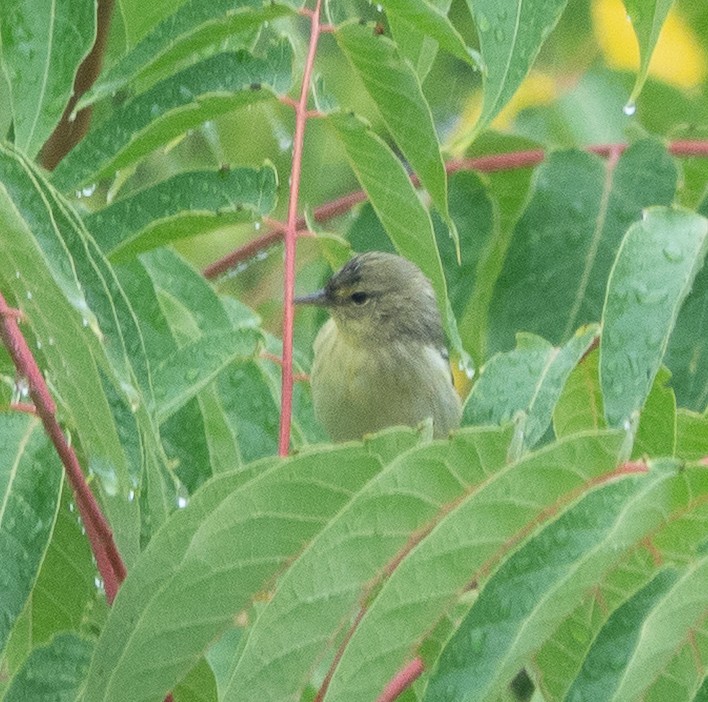 Blackpoll Warbler - ML642448547
