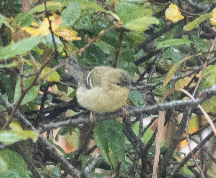 Blackpoll Warbler - ML642448548