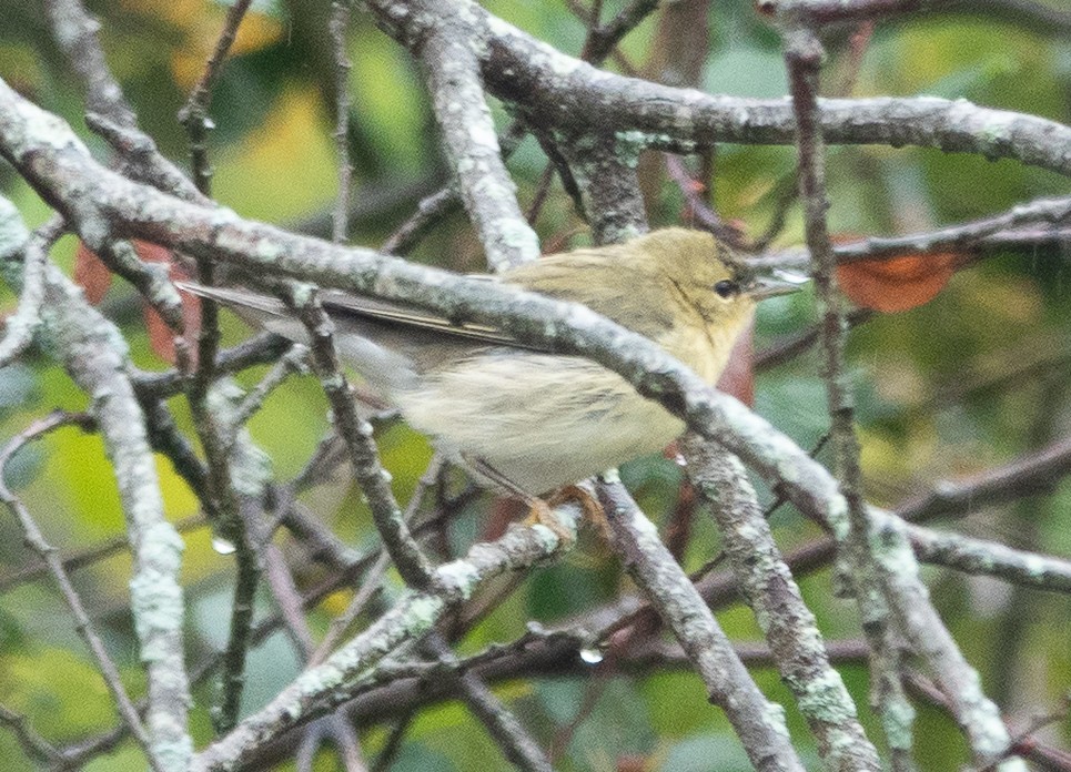 Blackpoll Warbler - ML642448549