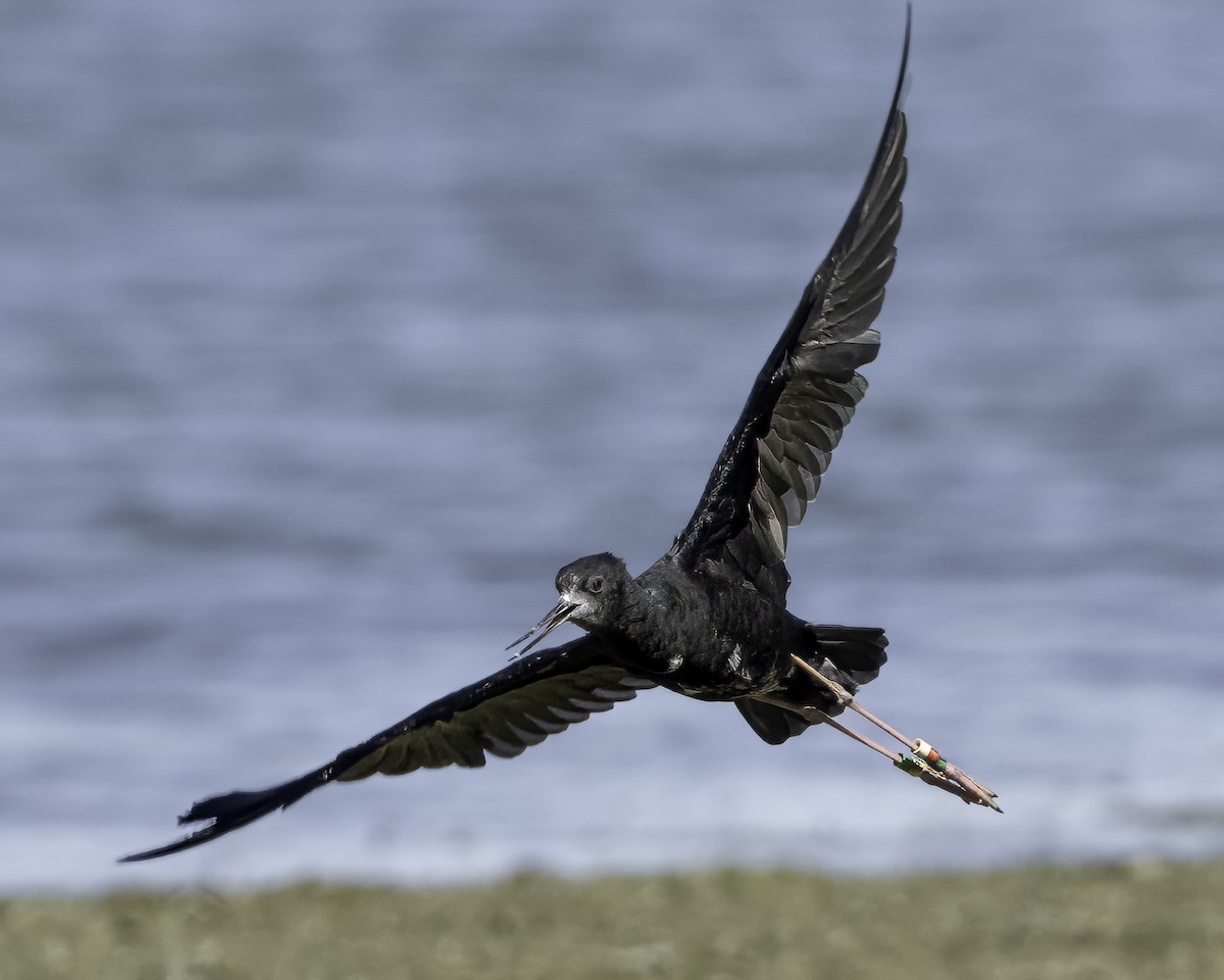 Black Stilt - ML642448564