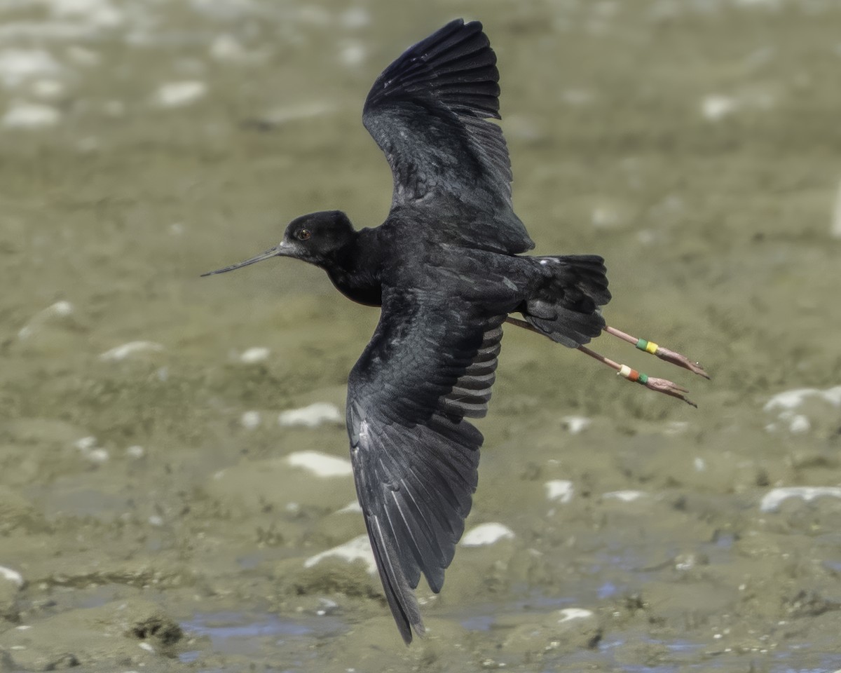 Black Stilt - ML642448600
