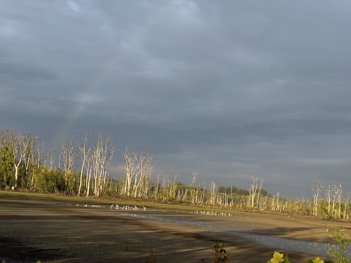 Great Egret - ML642448602