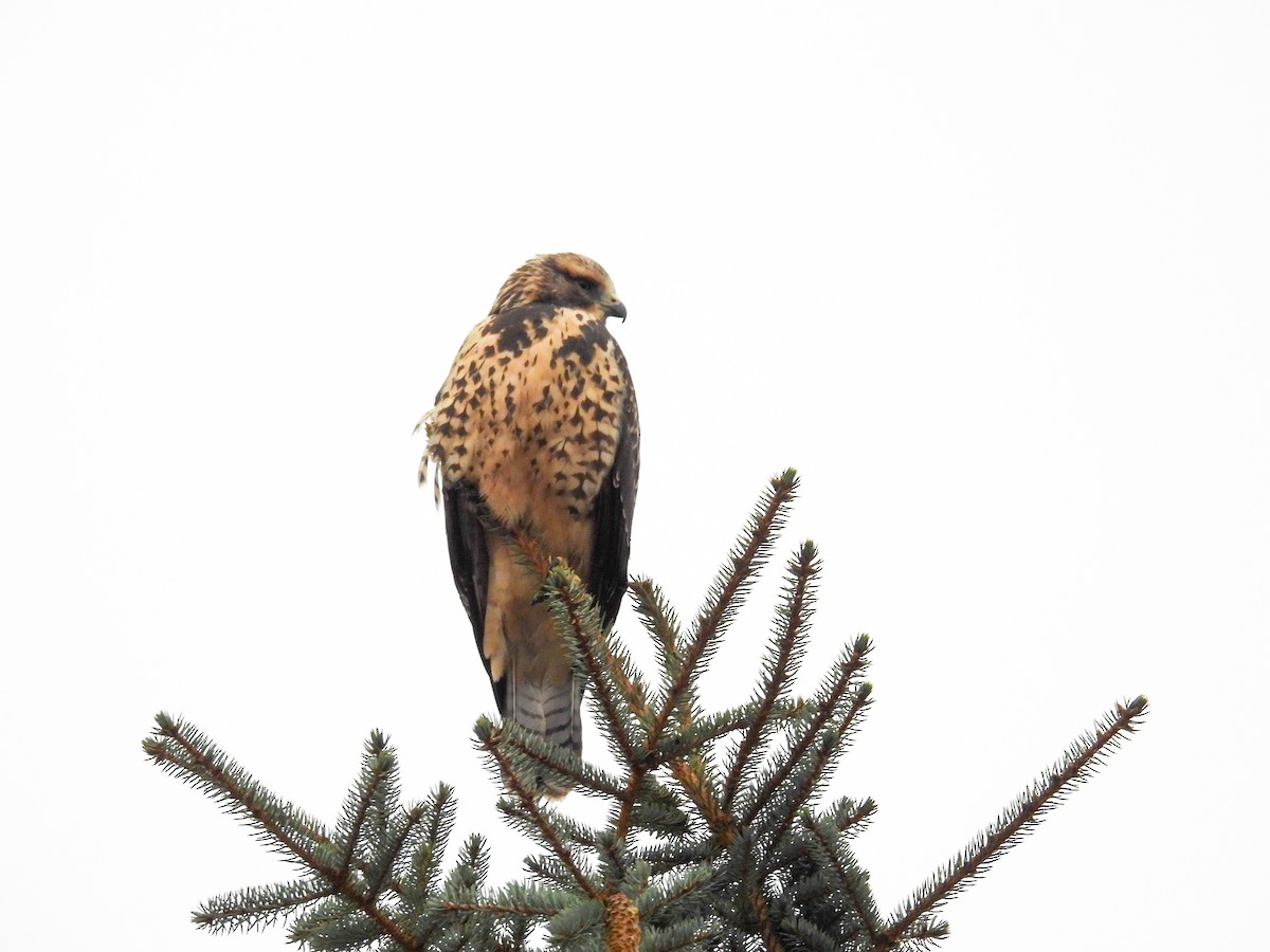 Swainson's Hawk - ML642448607
