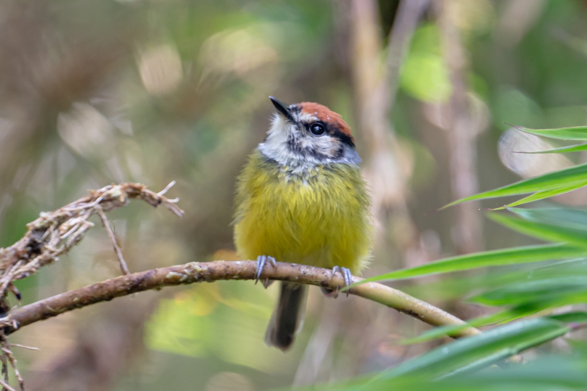 Rufous-crowned Tody-Flycatcher - ML642448613