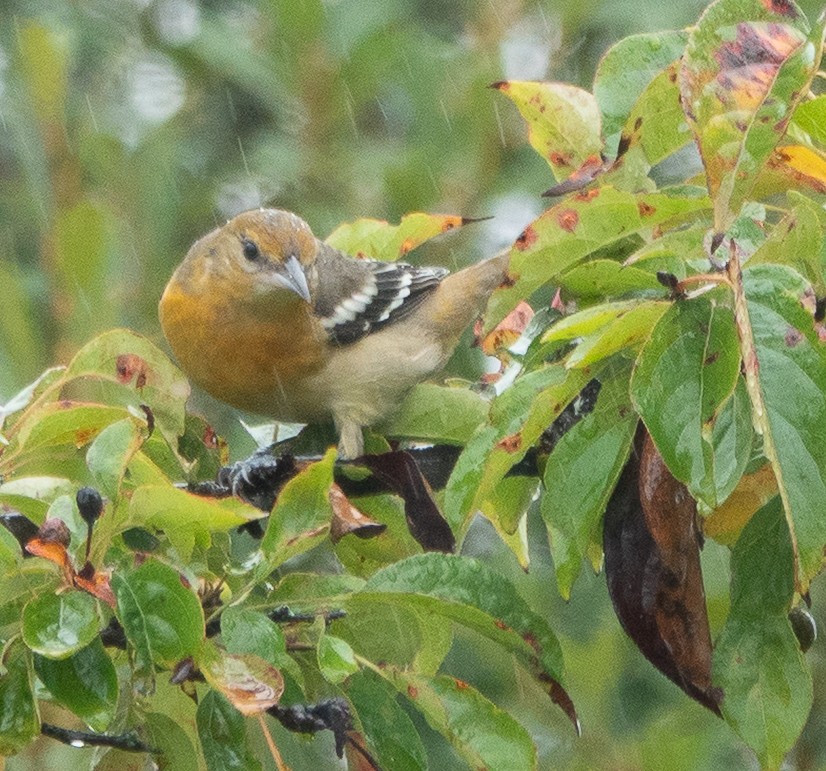 Baltimore Oriole - ML642448620