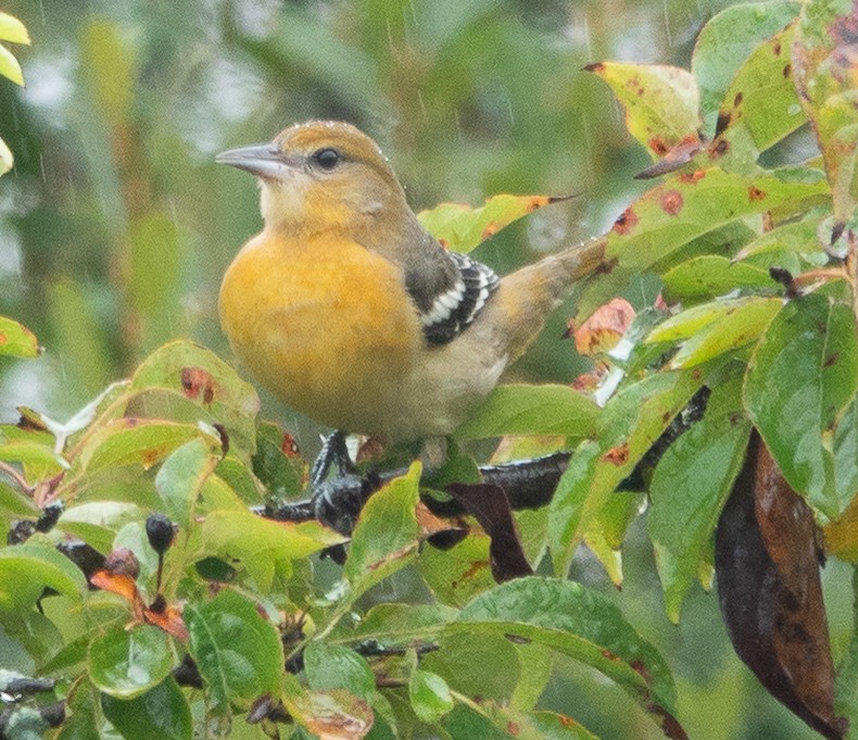 Baltimore Oriole - ML642448621