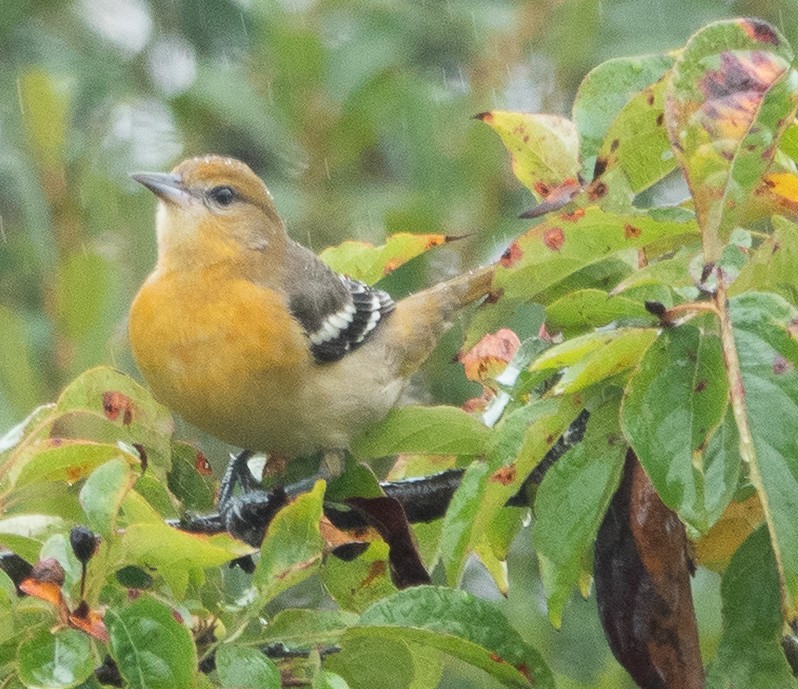 Baltimore Oriole - ML642448622