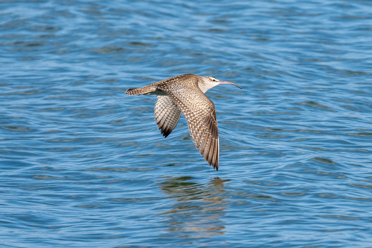 Regenbrachvogel - ML642448647