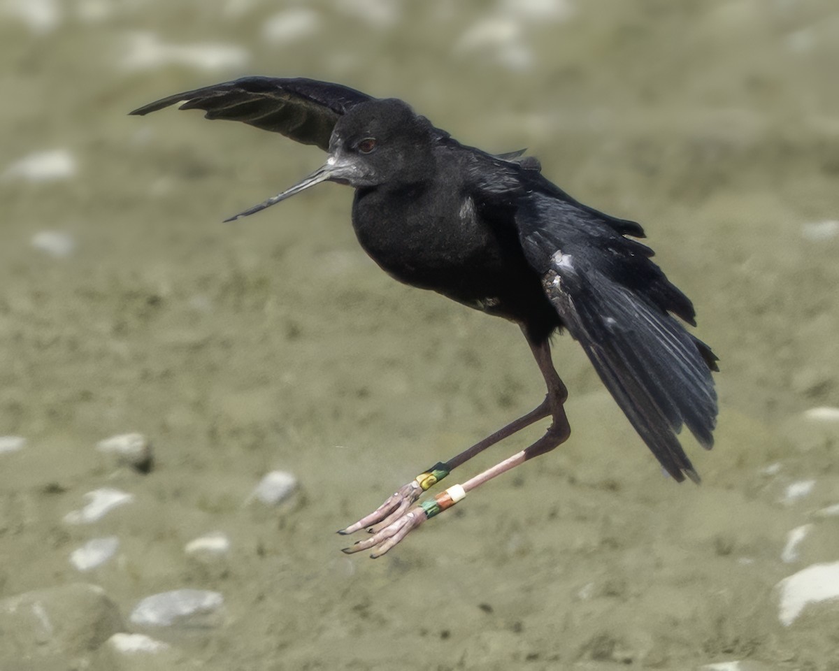Black Stilt - ML642448656