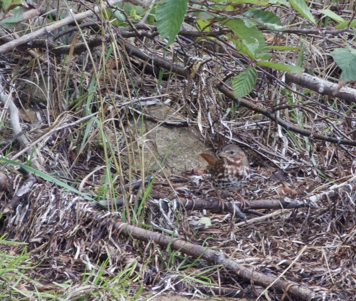 Fox Sparrow (Red) - ML642448670