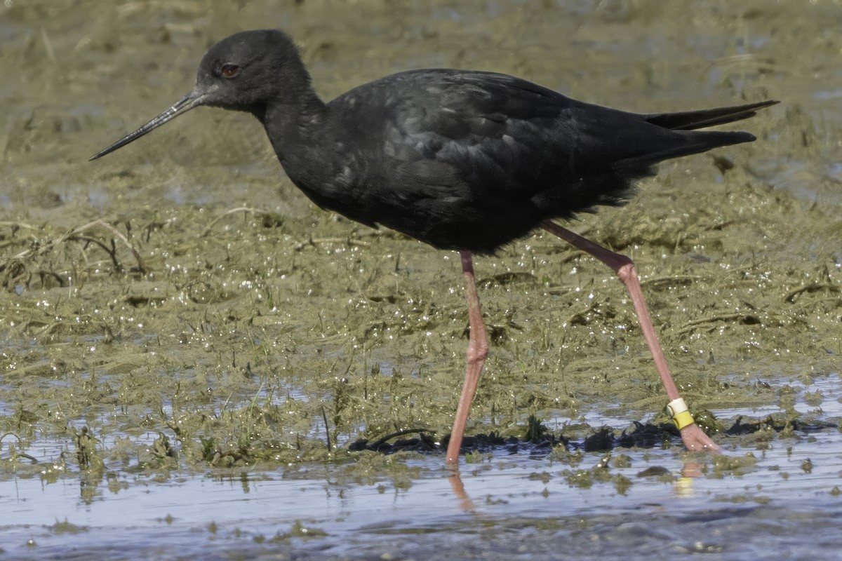 Black Stilt - ML642448672
