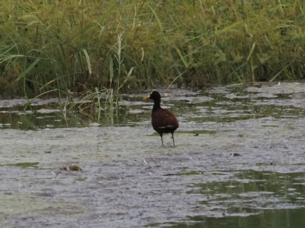 Northern Jacana - ML642448675
