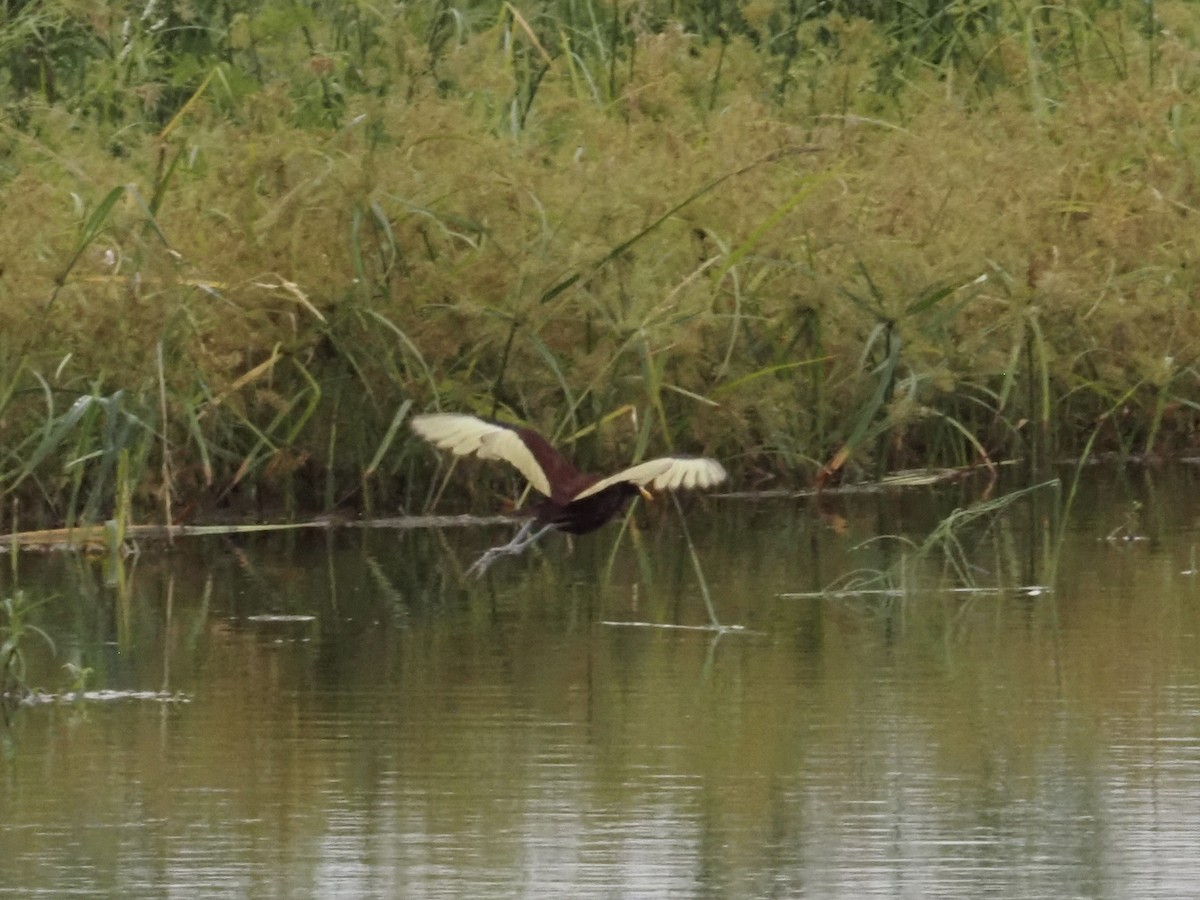 Northern Jacana - ML642448676