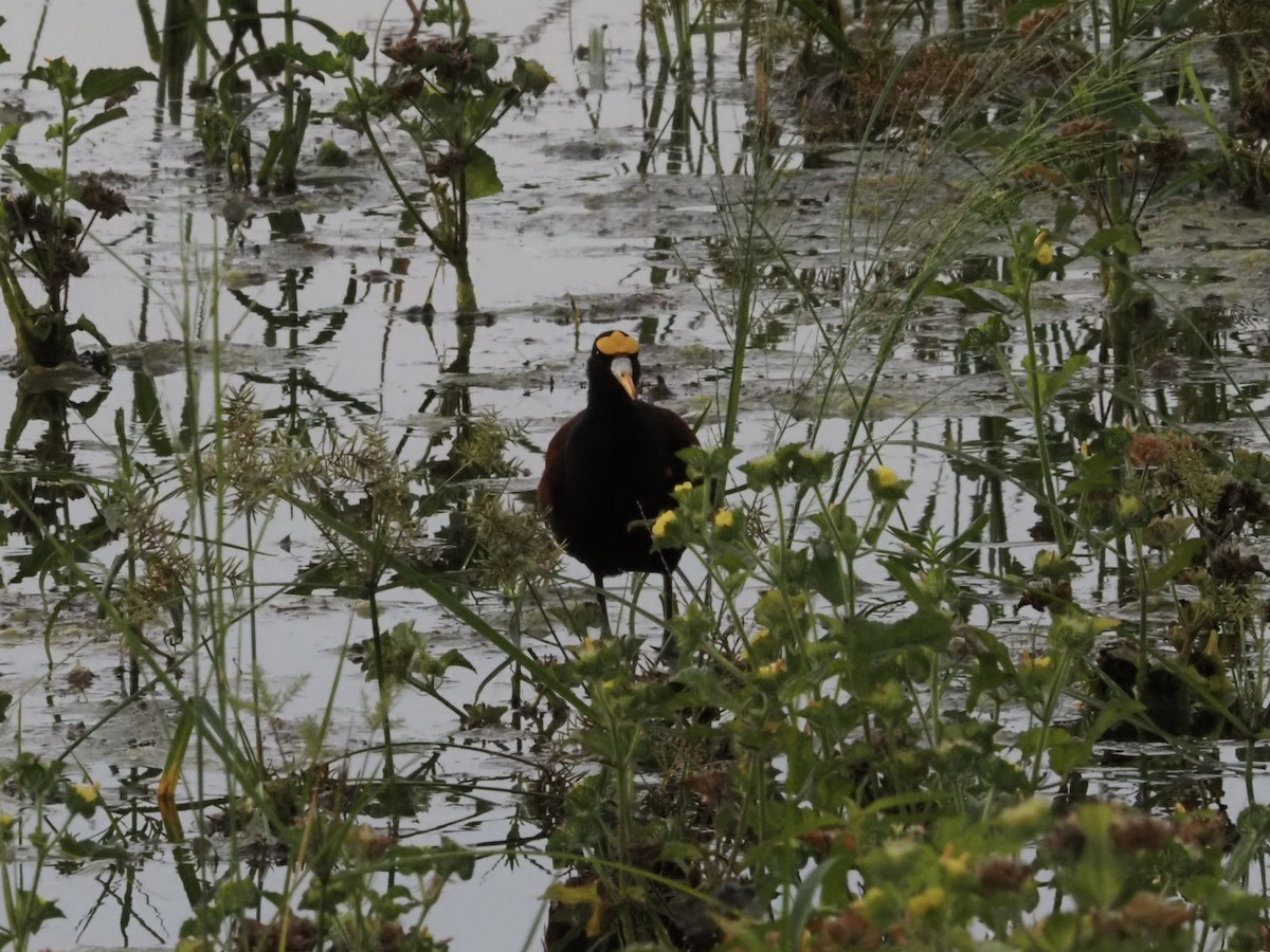 Northern Jacana - ML642448677