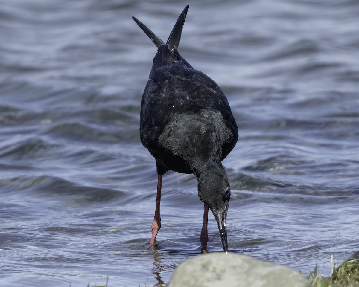 Black Stilt - ML642448696