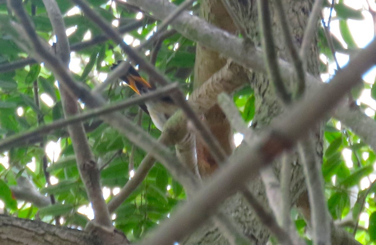 American Redstart - ML642448712