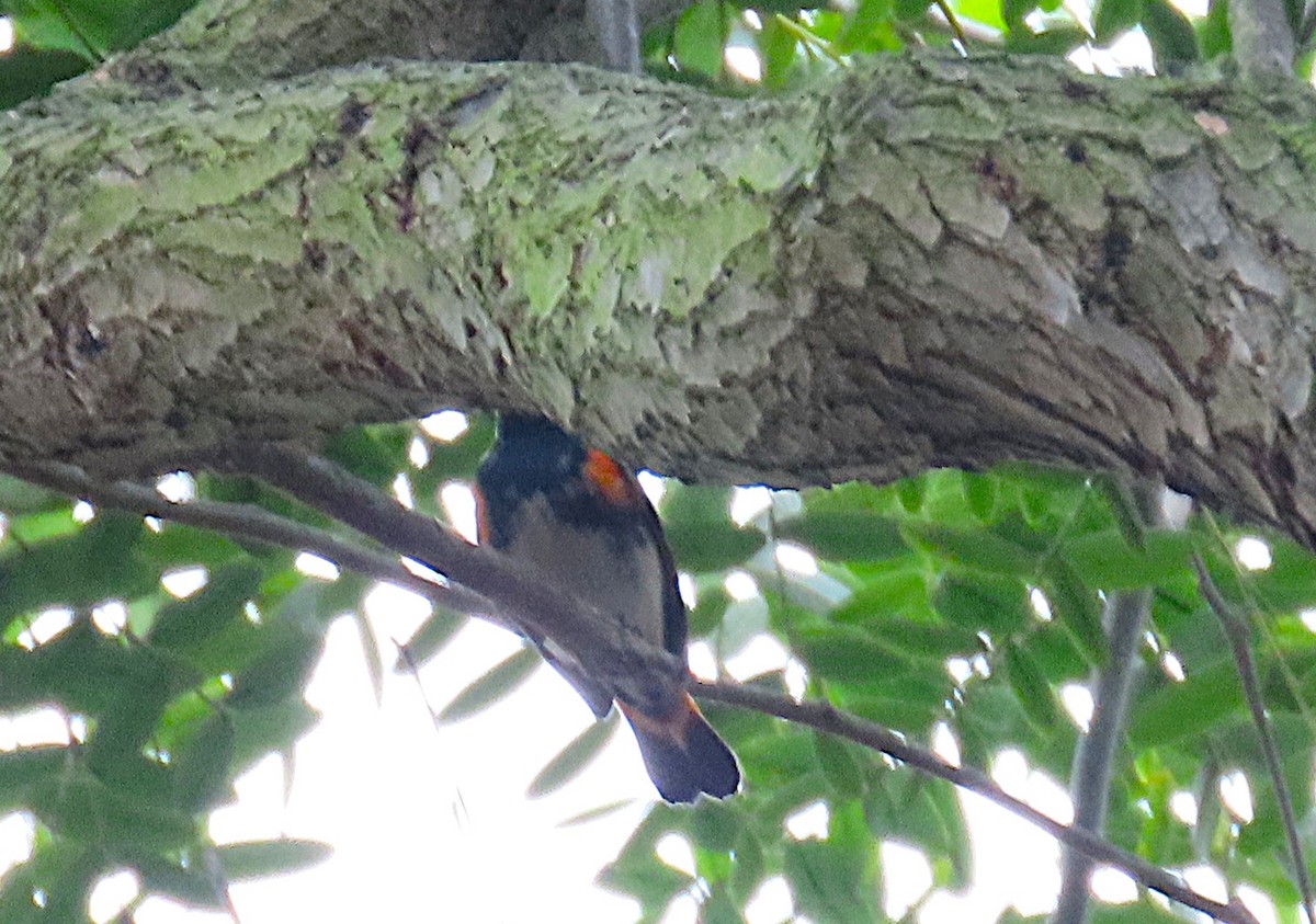 American Redstart - ML642448713