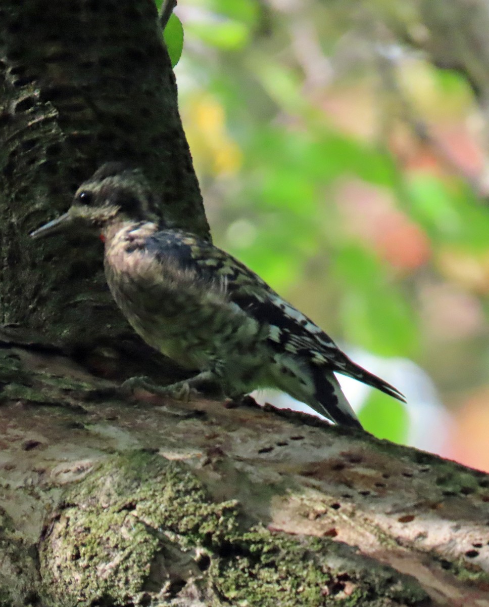 Yellow-bellied Sapsucker - ML642448721
