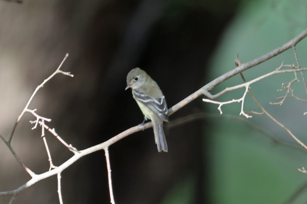new world flycatcher sp. - ML642448735