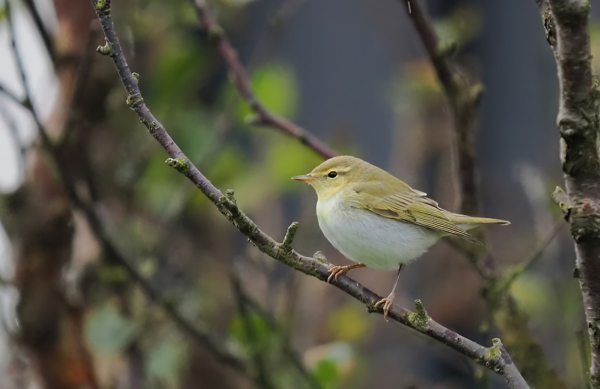 Mosquitero Silbador - ML642448736