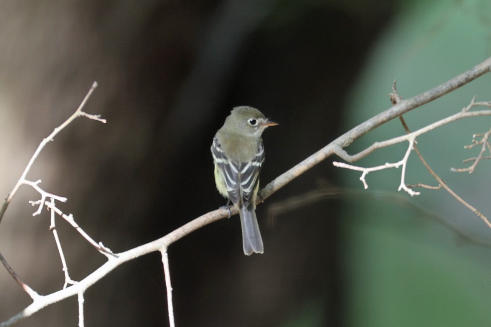new world flycatcher sp. - ML642448737