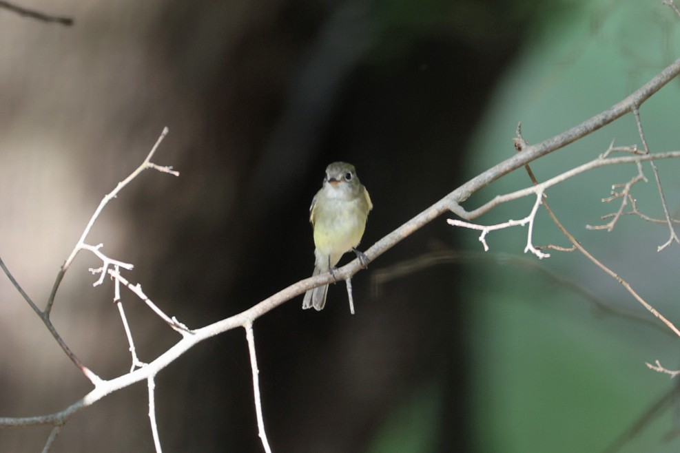 new world flycatcher sp. - ML642448738
