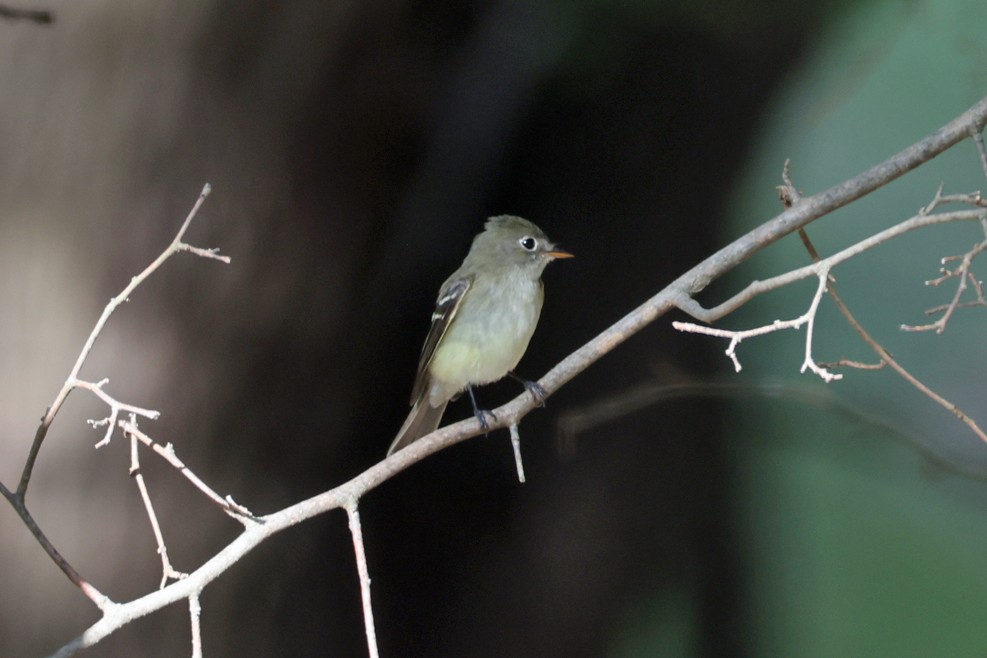 new world flycatcher sp. - ML642448739
